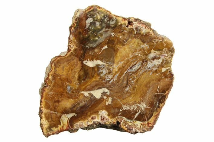 Colorful Petrified Wood (Araucaria) Slab - Madagascar #304934